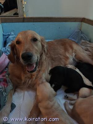 myydään kultainennoutaja/labradoodlemix www.koiratori.com-ilmoitus Vielä varattavissa kolme uros- ja kaksi narttupentua 17.11 2025 syntyneestä mix- pentueesta. Emo on kultainennoutaja ja isä labradoodle (labradorinnoutaja ja villakoiran mix).  molemmat vanhemmat ovat terveitä ja rakkaudella hoidettuja perhekoiria. 
pennut madotetaan 2, 4, 6 ja 8 viikon iikäisenä ja eläinlääkärin tarkistus ja sirutus tehdään ennen luovutusta. Luovutus 12.1.2026 alkaen, kun pennut ovat 8 viikon ikäisiä. 
varausmaksu 10% kauppahinnasta, joka vähennetään koiranpennun hinnasta. Jos kauppa peruuntuu, varausmaksu jää myyjälle.
