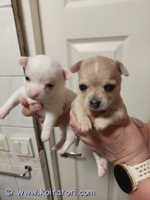 myydään chihuahua www.koiratori.com-ilmoitus Supersuloiset karvapallot varattavissa rakastaviin koteihin.s. 17.11, luovutus alkaen 13.1 8-vikkoisina. Kuvassa valkoinen on poika ja merle tyttö. Luovutetaan useasti madotettuina, ell tarkistamina ja sirutettuina. Ei osamaksua.