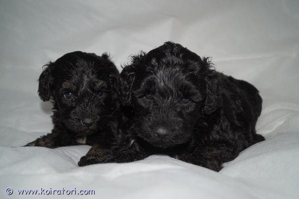 myydään schnoodlepennut www.koiratori.com-ilmoitus Schnoodlepentuja vielä pari varattavissa!

Pennut ovat syntyneet Suomessa 31.10.2025 ja ne ovat valmiita lähtemään uusiin koteihin 19.12.2025 alkaen. Pentujen emä on kääpiösnautseri ja isä keskikokoinen villakoira. Pentujen odotettavissa oleva aikuiskoko on noin kymmenen kiloa. Pennut luovutetaan eläinlääkärin tarkastamina, mikrosirutettuina, useaan kertaan madotettuina ja rekisteröityinä. Meillä ollessa pennut tottuvat lapsiin ja toisiin koiriin sekä ulkoiluun. Ne harjoittelevatkin jo kovasti tarpeiden tekemistä ulos.

Vanhemmat ovat terveitä ja oikein ystävällisiä perhekoiria. Molemmat vanhemmat ovat myös nähtävillä pentujen luona.

Kasvatustoimintamme on yritysmuotoista, joten turvanasi on kuluttajansuoja.

Pennut kulkeutuvat tarvittaessa joululoman aikana mukanamme Helsingin suuntaan, joten sinun ei välttämättä tarvitse hakea pentua Alavudelta.

Tutustu kotisivuihimme, ota yhteyttä ja tule tutustumaan pentuihin ja vanhempiin =) Varausmaksu 300e, jota ei palauteta ostajan peruessa kaupan.