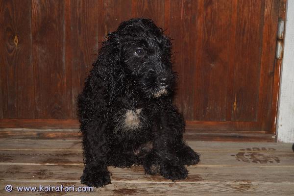 myydään Labradoodlepennut www.koiratori.com-ilmoitus Kaksi 16.9.2025 syntynyttä urospentua yhä vailla koteja! Pennut ovat valmiita uusiin koteihin sopivien kotien löydyttyä. Eläinlääkärin tarkastamat, mikrosirutetut, useaan kertaan madotetut ja rekisteröidyt reippaat pojat odottavat vielä parhaiden kotien löytymistä! Tottuneet lapsiin ja toisiin koiriin, ovat myös jo sisäsiistejä, joten tästä on helppo lähteä jatkamaan. Vanhemmat terveitä, ei allergioita eikä herkkyyksiä. Pennut kaikkiruokaisia ja oikein leikkisiä. 

Kasvatustoimintamme on yritysmuotoista, joten turvanasi on kuluttajansuoja. Lisäksi ostamalla koiran meiltä tuet kotimaista yrittäjyyttä ja kannat kortesi kekoon senkin osalta, että verot tulevat maksetuksi. 

Tutustu ensin kotisivuihimme ja tule sitten tutustumaan pentuihin! Myös pentujen isä ja emänisä on meillä nähtävillä, nämä ovat jo toisen polven kasvattejamme. 

Varausmaksu 300e, mutta koska pennut ovat jo luovutusiässä, voit myös tulla suoraan tutustumaan sillä ajatuksella, että pentu lähtee mukaasi =) Huom! pennut kulkeutuvat Helsingin suuntaan tarvittaessa tässä joulukuun aikana parillakin eri kerralla, joten sinun ei välttämättä tarvitse päästä Alavudelle vaan voimme tuoda pennun ainakin lähemmäs.