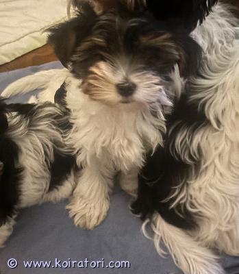 myydään biewerterrieri www.koiratori.com-ilmoitus Suloinen pieni narttupentu etsii rakastavaa kotia. Pentu on syntynyt 6.9.2025 ja on heti valmis luovutettavaksi. Eläinlääkärin tarkistus, sirutus ja madotus on tehty. Biewer sopii mainiosti ulkoilu kaveriksi ja seurakoiraksi. Pentu on kiltti, vilkas, leikkisä ja sosiaalinen. 