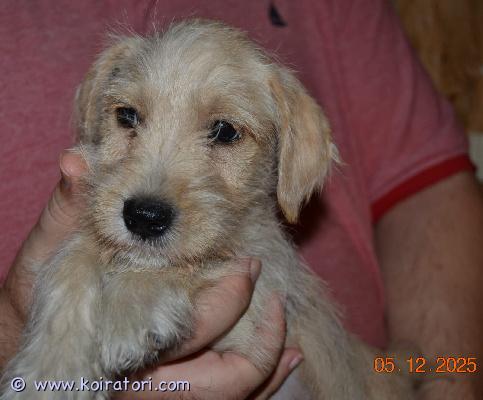 myydään terrierimix www.koiratori.com-ilmoitus Luovutusikäiset pennut ovat vapaana hyviin koteihin. Pennuissa on russelia, kääpiösnautseria ja shetlanninlammaskoiraa.
pennut ovat madotettu, sirutettu ja eläinlääkärin tarkastuksessa terveeksi todettu. Pennuissa on virtaa vaikka muille jakaa niin vaatii riittävästi tekemistä ja liikuntaa eli ei pelkäksi sohvaperunaksi sovi. Eivät ole tottuneet kissoihin tai muihin pikkueläimiin. Eivät ole vielä tottunut lapsiin, mutta en usko että sekään ongelma. 
ei osamaksulla eikä pitkää varailua. Kun otat yhteyttä niin kerro minkälainen koti olisi tarjota jne sekä numero, mistä tavoittaa.