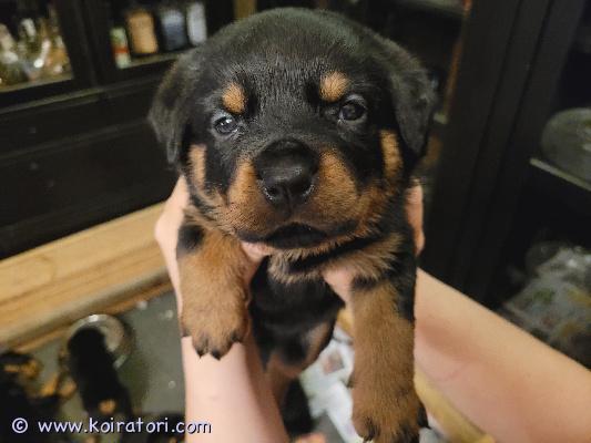 myydään rottweiler www.koiratori.com-ilmoitus Rotikan pennut, syntyneet 3.11.2025. Pennut ell tarkastamat ja sirutetut, säännöllisesti madotetut. Reippaita ja rohkeita! Molemmat vanhemmat omia koiria ja nähtävillä. Luovutus alkaen 22.12. 2025, jolloin pennut 7 viikon ikäisiä. Rodun tunteviin vastuuntuntoisiin koteihin! 