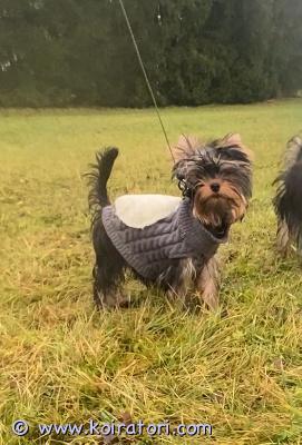 myydään yorkshirenterrier www.koiratori.com-ilmoitus Luovutusikuiset uros ja narttupentu vapaana. Pennut on moneasti madotettu eläinlääkärin tarkastama, sirut, eu matkustuspassit. Annettu kaikki rokotukset kaksi kertä nelosrokote ja rabies, mitä voimassa vuoden. On reippaita , opetettu kulkea hihnassa. Aikuspaino narttupennulla 2,5 kg uros noin 3 kg. Vanhemmat hyväluonteisia , terveys tarkastettu siittä eläinlääkärin tulokset merkattu reg. Pennut saa pentupakkauksen mukana uutteen kotiin, hoito-ohjeita saa kysyä milloin huvita, kysy lisä