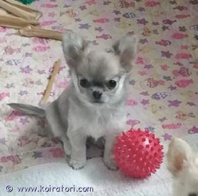 MYYDääN chihuahua www.koiratori.com-ilmoitus Chihuahua, tyttö, syntynyt 24.08.2025, pitkäkarvainen, kaunis ja iloinen. Saatavilla rakkaaksi lemmikiksi perheeseen. Sukutaulu, eurooppapassi, mikrosiru, rokotukset ja madotukset.
toimitus helsinkiin on mahdollinen .
p.358449703263

lisätietoja: kitanakitana1234@bk.ru