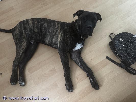 myydään sekarotuinen www.koiratori.com-ilmoitus Hei minä olen dino 1v ja olen hyvin ihmisystävällinen rakastan ihmisiä ja rapsutuksia,herkkuja sekä ruokaa,
minut saa houkuteltua mihinvaan herkuilla.
osaan peruskäskyt: vapaa,saa ottaa, istu,maahan,tassu,oma paikka ja kynsien leikkuu ja pesut onnistuu vaikken niistä tykkää, mutta kunhan mamma lupaa herkkuja niin oon aina messis.
etsin loppuelämän kotia mielellään maalta mamman ja isukin elämän muutoksien vuoksi. (työt). 
jos kiinnostuit minusta niin ota mammaani yhteyttä!! rokotettu,sirutettu