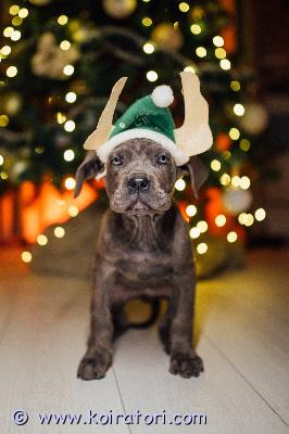 MYYDääN canecorso www.koiratori.com-ilmoitus Yksi narttupentu 28.9 syntyneestä pentueesta vielä vailla rakastavaa perhettä.tyttö on eläinläääkärin terveeksi tarkastama,madotettu useasti ja rokotettu iän mukaisesti.rekisteröity eestin kennelliitton.reipas ja rohkea,iloinen neiti jolla sisäsiisteys jo hyvällä mallila.mukaan kattava pentupakkaus ja kasvattajan loppuelämän tuki.mikäli olet pidempään miettinyt corson ottamista ja pennun hankinta on ajankohtaista kerron mielelläni lisätietoja puhelimitse tai whatsupp +37255628699.osamaksu mahdollisuus.