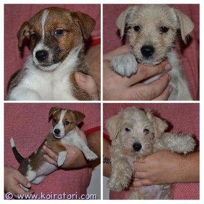 myydään terrierimix www.koiratori.com-ilmoitus Luovutusikäiset pennut ovat vapaana hyviin koteihin. Pennuissa on russelia, kääpiösnautseria ja shetlanninlammaskoiraa.pennut ovat madotettu, sirutettu ja eläinlääkärin tarkastuksessa terveeksi todettu. Pennuissa on virtaa vaikka muille jakaa niin vaatii riittävästi tekemistä ja liikuntaa eli ei pelkäksi sohvaperunaksi sovi. Eivät ole tottuneet kissoihin tai muihin pikkueläimiin. Eivät ole vielä tottunut lapsiin, mutta en usko että sekään ongelma. ei osamaksulla eikä pitkää varailua. Kun otat yhteyttä niin kerro minkälainen koti olisi tarjota jne sekä numero, mistä tavoittaa.