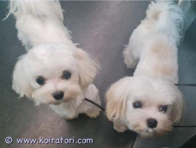 myydään maltankoira www.koiratori.com-ilmoitus Aivan ihanaluonteiset ja pienet narttu maltankoira neidit etsivät sitä parasta mahdollista, loppuelämän kotiaan.juniori ikäisiä joten pentuvaihe jo ohi.rokotukset ja loishäädöt ajantasalla, merkitty eu passiin.eläinlääkäri tarkistanut heidät 9.6.2025.rekisteröityjä, fci. lisätietoa ja kuvia sekä videoita sähköpostilla/whatsappilla yhteydenotot mieluiten aluksi sähköpostilla.laitathan yhteydenottoon tietoa uudesta tulevasta kodista sekä mielellään puhelinnumerosi. sähköpostiosoite: touhutassun@outlook.com