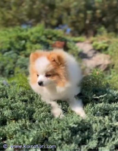 myydään pomeranian www.koiratori.com-ilmoitus Todella kiltti ja pienikokoinen pomeranian neiti (valko-kirjava) sekä harvinaisen värinen, puoliksi sinisilmäinen hurmaava merle värinen juniori poika vailla sitä loppuelämän parasta mahdollista kotiaan.

juniori ikäisiä joten pentuvaihe jo ohi.

rokotukset ja loishäädöt ajantasalla, merkitty eu passiin.
eläinlääkärin tarkastamat 9.6.2025 ja poika 3/2025.

rekisteröityjä, fci.

lisätietoa ja kuvia sekä videoita sähköpostilla/whatsappilla.

yhteydenotot aluksi mieluiten sähköpostilla touhutassun@outlook.com 

laitathan yhteydenottoon tietoa uudesta tulevasta kodista ja koirakokemuksestasi sekä mielellään puhelinnumerosi.