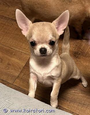 MYYDääN chihuahua www.koiratori.com-ilmoitus Kaunis lupaava chihuahua urospentu etsii rakastavaa kotia. Molemmat vanhemmat ovat hyväluonteisia, palkittuja näyttelykoiria ja myös virallisesti terveystarkastettuja.pentu on uuteen kotiin saapuessa sirutettu, saanut matokuurit, saanut penturokotuksen ja raivotaudi rokotuksen. Hänellä on eu passi ja fci rodutodistus.jos olet kiinnostunut, kirjoita myös itsestäsi.