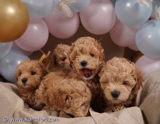 myydään lelupuudeli www.koiratori.com-ilmoitus Terveet pienet pennut kauniista ja terveistä vanhemmista. Syntyneet 27.10.2025. Toyvillakoira on perheystävällinen rotu. Ne ovat hypoallergeenisia ja kasvavat savuttomassa kodissa. Ne tarvitsevat säännöllistä hoitoa sekä ajoittaista turkin trimmausta. Pennut kasvavat olohuoneessamme ja ovat hyvin sosiaalistettuja. Ne ovat tottuneet arjen ääniin ja tottuvat kasvaessaan lapsiin. Ne totutetaan myös muihin koiriin.ennen kuin pennut muuttavat uusiin koteihinsa, ne madotetaan, ne käyvät terveystarkastuksessa, saavat ensimmäisen rokotuksensa ja mukaan tulee terveyskortti. Pennut ovat valmiita lähtemään uusiin koteihinsa 28.12.2025 alkaen, 9 viikon ikäisinä.jos haluat lisätietoja, ota rohkeasti yhteyttä.