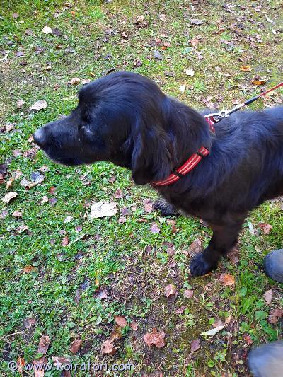 myydään sekarotuinen www.koiratori.com-ilmoitus Ihana sekarotuinen aikuinen noutaja etsii hyvää rakastavaa loppuelämän kotia. 7 vuotta täyttänyt narttu, ihmisrakas ja kiltti luonne. Mieluiten omakotitaloon. Koirakaveri olisi plussa.