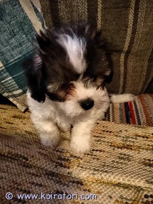 myydään cotondetulear www.koiratori.com-ilmoitus Luovutusikäinen uros pentu valmis uuteen kotiin.vanhemmat terveitä ja hyvän luonteisia. pentu sirutettu, takastettu ja terveeksi todettu. Pentu Rekisteröidään Suomen Kennelliittoon 