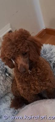 myydään kääpiövillakoira www.koiratori.com-ilmoitus Etsitään loppu elämän kotia  2v nartulle.Tulee lasten ja toisten koirien kanssa toimeen hyvin.Perus terve eikä allergioita.