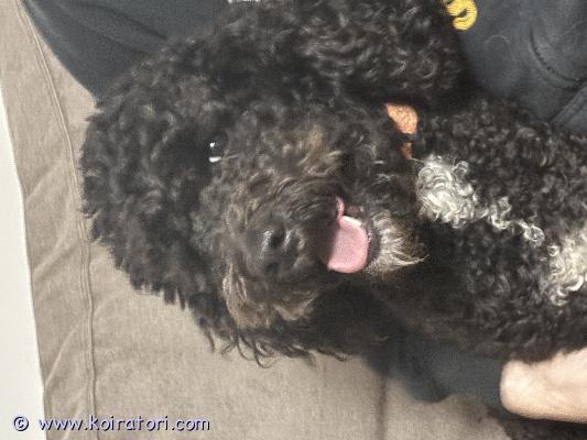 myydään labradoodle www.koiratori.com-ilmoitus Sijoitetaan 3 v labradoodle narttu max 130 km salo sta .tutkittu ja terve sekä tervepäinen kiva koira joka tulee kaikkien kanssa toimeen.asunut ok talossa joten ei tietoa miten osaisi olla esim kerrostalossa madotukset sekä rokotukset ajantasalla kerrothan viestissä minnepäin ja millaiseen perheeseen koiraa kyselet 