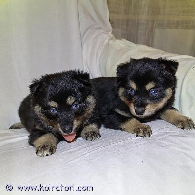 myydään pomsky www.koiratori.com-ilmoitus Varattavissa suomessa syntyneistä suomalaisista vanhemmista pienet sekarotuiset pomsky pennut.pennut valmiita muuttamaan uuteen kotiin 1.1.2026 kun ovat 7 viikon ikäisiä. Syntymäaika pennuilla 13.11.2025.vapaana 2 narttu pentuapennuista odotettavissa seurallisia ja helppoja koiria. Säkäkorkeus arviolta 35cm-45cm. Vanhemmat tottelevaisia, ei haukkuherkkyyttä eikä riistaviettiä ja tulevat toimeen muiden koirien kanssa sekä myös pienten lasten, terveitä kaikinpuolin, ei ongelmia eikä allergioita ihon/turkin tai ruuan suhteen.pennut ruokitaan laadukkaalla ruualla, raakaruoka / nappula 50/50. Mukaan tulee pentupakkaus: tuttua ruokaa, panta, flexi + kantokoppa / kuljetushäkki pennulle.pentuja ja emää voi tulla katsomaan sovitusti.laita viestiä jos kiinnostuit ja kerro millaseen paikkaan pentu olis tulossa. pentujen kuljetus onnistuu oulu - helsinki välillevarausmaksu 300e, joka vähennetään kauppahinnasta ja jota ei palauteta ostajan peruessa varauksen. o4o4628691jare