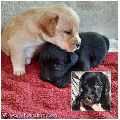 myydään teddypennut www.koiratori.com-ilmoitus Aivan ihanat 9-viikkoiset suomalaiset noutajasekoitukset nyt valmiitarakastaviin koteihin. Musta poika ja vaalea poika. Tulee noutajan kokoisia ja ovat noutajan luonteisia. Sopivat perheisiin, kavereiksi yms. Ei enää varauksia, vaan sopivan kodin tarjoava saa hakea. Katso ihmeessä lisää kotisivulta: www.teddyretrievers.com 