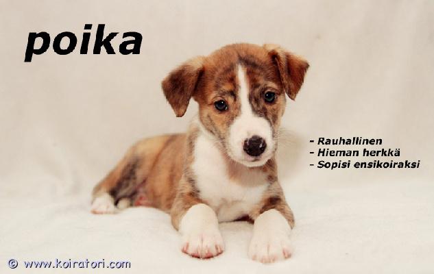 myydään bordercollie-australianpaimenkoira-whippet-mix www.koiratori.com-ilmoitus Vielä omaa ihmistä vailla kaksi bordercollie-australianpaimenkoira-whippet mix urospentua, pennut luovutusikäisiä 7.12.2025 eli ovat valmiita muuttamaan uusiin koteihin oikean kodin löydyttyä :) pennut ovat syntyneet suomessa 22.10.2025, emä nähtävillä. Aikuisena noin 15-20kg kokoisia. Molemmilla pennuilla on pohjavillallinen lyhyt karva.toinen pojista sopisi hyvin rauhalliseen kotiin toisen rauhallisen koiran kaveriksi tai ainoaksi koiraksi, sopii myös hyvin ensikoiraksi todella leppoisan luonteensa vuoksi. Aktiivisempi pojista ehdottomasti vain kotiin jossa on jo kokemusta koirista ja etsitään kaveria esimerkiksi vaelluksille, harrastuksiin tai muuhun aktiiviseen elämään.pennut lähtevät uusiin koteihin:- bio sensor ohjelman läpikäyneinä, tehty pennuille 3-16 vuorokauden ikäisenä- sirutettuina, sirutettu 3.12.2025- pentutarkastettuna, pentutarkastus tehty 3.12.2025- silmäpeilattuina, silmäpeilaus tehty 3.12.2025- ruvin rekisteriin rekisteröitynä, rekisteröity 5.12.2025- suositusten mukaisesti madotettuina, 2, 4 ja 6 viikkoisina.- laadukkalla nappulalla (pure natural puppy chicken) ja lihalla ruokittuina- mahdollisimman hyvin sosialistettuinapennun rokotus jää uudelle omistajalle. Pennut ovat itä-vantaalla. Pentujen mukaan tulee kaikki pennun paperit sekä pieni pentupakkaus jossa on mm. Muutama lelu, tuttua ruokaa, nameja jne. Kodilta toivotaan kiinnostusta terveystutkimuksiin (virallinen luustokuvaus 1v - 5v välillä, lonkat/kyynärät/selkä), halukkuutta olla kasvattajaan yhteyksissä myynnin jälkeen sekä osaamista kouluttaa koira. Kiinnostus kaikesta harrastamisesta katsotaan plussaksi. Pennut ja emä nähtävissä ja pentuja ja emää on käytävä katsomassa ainakin kerran ennen luovutusta.emä (bordercollie-australianpaimenkoira-whippet mix) tutkittu virallisesti tuloksin:lonkat: b/bkyynärät: 0/0selkä: ltv0, va0, sp0 (puhdas)olat: terve/terve (puhtaat)silmät tutkittu pentuna terveiksi, ei peilattu aikuisena uudestaan.emä on geenitestattu ja on kaikista paimenkoirille tyypillisistä sairauksista geneettisesti vapaa (cea / hsf4 / pra / mdr1 / dm / huu), emä on noin 50cm ja 20kg. Ei allergioita tai herkkää vatsaa. Emä on harrastanut aikaisemmin agilitya, nykyisin noseworkkia, ei kisaa, harrastaa omaksi iloksi. Luonteelta emä on avoin, iloinen ja erittäin helppo.isä (whippet) on tutkittu virallisesti tuloksin:lonkat: b/bkyynärät: 0/0selkä: ltv0, va0 (puhdas)sydän: pksilmät: muu vähämerkityksellinen kaihi (ei vaikuta koiran jalostuskäyttöön), lisää vähämerkityksellisestä kaihist kennelliiton sivulta: https://www.kennelliitto.fi/kasvatus-ja-terveys/koiran-terveys/koiran-terveystutkimukset/silmapeilaus-tarkka-tutkimusisä on noin 15kg. Kotikoira. Ei allergioita tai herkkää vatsaa. Luonteelta avoin ja iloinen, ulkomaantuonti.1200e/pentu, ei osamaksua.yhteydenotot vain viestillä whatsappiin tai tekstarina numeroon 0449725311/nina, kerrothan ensimmäisessä viestissä kattavasti siitä millaiseen perheeseen pentu olisi tulossa!pentujen kasvattaja jessica streng, myyjä nina