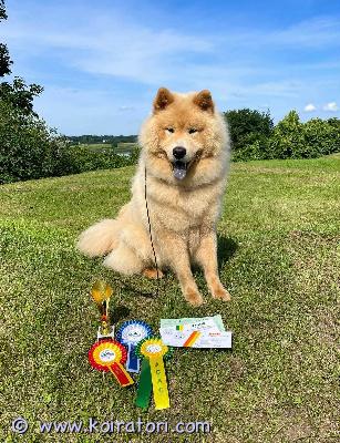 myydään eurasier www.koiratori.com-ilmoitus Eurasier named dante is looking for a loving home. Date of birth: march 15, 2024. participated in two exhibitions in latvia: in the junior class - cac, best of breed, fifth best junior at best in show. In the adult class - cac, best of breed. about him: active and playful, gets along well with other dogs, loves children, loves to ride in the car, trained to run alongside a bicycle, likes swimming. There are no problems with behavior.
