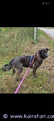 myydään sekarotuinen www.koiratori.com-ilmoitus 5 uros pentua vailla vastuuntuntoista ja osaavaa kotia. Emä sakemanni mix isä pyreneittenkoira mix. Sopivat harrastuksiin ja vahdeiksi. Elävät perheen keskellä ja ovat tottuneet vietaisiin ihmisiin. Syövät laadukasta ja monipuolista ruokaa. 3x madotettu.