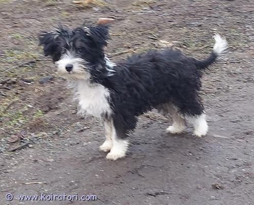 myydään pikkukoira www.koiratori.com-ilmoitus Myydään uuteen kotiin pienikokoinen koiranpentu.  pentu on syntynyt 30.9.2025. Pennusta luovutaan ajanpuutteen vuoksi. 