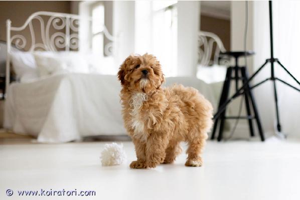 MYYDääN cavapoo www.koiratori.com-ilmoitus Vapaana 2 narttua ja ovat luovutusikäisiä. Ovat useasti madotettuja, varhaisrokotettuja ja sirutettuja, eläinlääkärin tarkastamia ja jokaisella oma kansainvällinen passi. Osta yhteyttä whapissa, puhun suomea. +37254664888luovutus helsinkissa sopimuksen mukana.