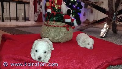 myydään bichonfrise www.koiratori.com-ilmoitus Suloiset bichon frisé pennut etsivät omia rakastavia kotejaankaksi ihastuttavaa bichon frisé -urospentua on syntynyt 6.12.2025, ja ne ovat valmiita muuttamaan uusiin koteihinsa 31.1. Alkaen.pennut ovat reippaita, iloisia ja hyvin ihmisläheisiä. Bichon frisé on seurallinen ja hyväntuulinen rotu, jonka allergiaystävällinen turkki ja lempeä luonne tekevät siitä erinomaisen perhekoiran niin lapsiperheisiin kuin aikuisillekin.pennut kasvavat kotioloissa osana perheen arkea. Ne ovat tottuneet lapsiin, päivittäiseen käsittelyyn sekä kodin tavallisiin ääniin ja tilanteisiin, mikä antaa niille hyvän pohjan uuteen elämään omassa kodissa.luovutuksen yhteydessä pennut ovat:eläinlääkärin tarkastamiasirutettujauseaan kertaan madotettujaensimmäinen rokotus jää uuden omistajan vastuulle.etsimme pennuille huolehtivia, vastuullisia ja rakastavia loppuelämän koteja. Olet lämpimästi tervetullut tutustumaan pentuihin – ehkä juuri täällä odottaa uusi perheenjäsenesi ????