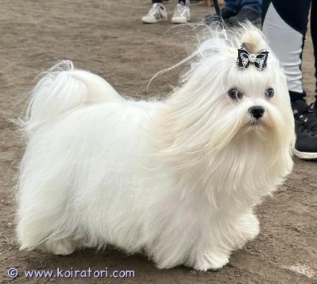 astutukseen maltankoira www.koiratori.com-ilmoitus Tarjotaan astutukseen maltankoirauros. Kennelliittoon rekisteröity,rodun pevisan mukaiset terveystarkastukset tehty.Erillinen astutus-ja pentumaksu