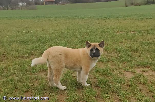 myydään amerikanakita www.koiratori.com-ilmoitus Myynnissä upea amerikan akita -uros pentuEtsimme huolehtivaa ja rodista kiinnostunutta kotia 11 viikon ikäiselle amerikan akita -uros pennulle. Tämä poika on luonteeltaan erittäin älykäs, tasapainoinen ja rauhallinen, mutta samalla utelias ja oppimishaluinen – juuri sellainen, joka edustaa rotua parhaimmillaan.Pentu on kasvanut perheympäristössä ja tottunut arjen ääniin sekä ihmisten käsittelyyn. Hän osoittaa jo nyt hyvää keskittymiskykyä ja reagoi hienosti ohjaukseen, mikä tekee hänestä erinomaisen kumppanin niin harrastuksiin kuin aktiiviseen perhe-elämään.Tietoja pennusta:Rotu: Amerikan akitaSukupuoli: urosIkä: 11 viikkoaLuonne: älykäs, tasapainoinen, rohkea ja ihmisystävällinenTerve ja hyvin kehittynyt ikäisekseenAmerikan akita on uskollinen, arvokas ja omistajaansa syvästi kiintyvä rotu, joka vaatii johdonmukaista ja vastuullista kasvatusta. Tämä pentu sopii kotiin, jossa ymmärretään rodin erityispiirteet ja ollaan valmiita panostamaan koulutukseen ja yhdessä tekemiseen.Ota yhteyttä ja kerro millaiseen kotiin pentu olisi tulossa.Vain vakavasti kiinnostuneet ja vastuulliset yhteydenotot, kiitos