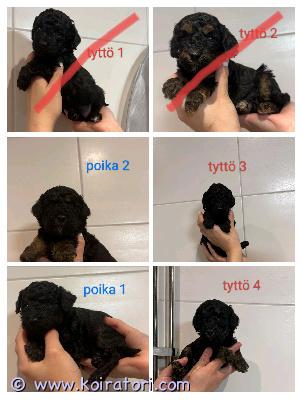 myydään villakoira www.koiratori.com-ilmoitus Meille syntyi 7.12.2025 villakoiran pentuja 4 tyttöä ja 2 poikaa. Pennut kasvavat lapsiperheessä tottuen erilaisiin ääniin. Pennut madotetaan useasti ennen luovutusta 17.1.2025 aikaisintaan. Pennut käyvät eläinlääkärin tarkastuksessa ja sirutuksessa.  Emä on black&tan värinen villakoira ja isä punaisen värinen villakoira