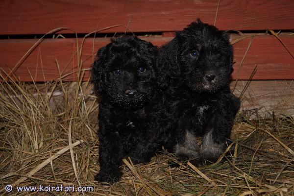 myydään Schnoodletyttö www.koiratori.com-ilmoitus 31.10.2025 syntynyt schnoodletyttö etsii vielä omaa kotia. Pentujen emä on kääpiösnautseri ja isä keskikokoinen villakoira, pennuista odotetaan kasvavan noin kymmenkiloisia. Karvasta tulee trimmattava mutta karva ei myöskään irtoa tai pääsääntöisesti allergisoi. Pennut on eläinlääkärin tarkastamat, mikrosirutetut, rekisteröidyt ja useaan kertaan madotetut. Osa pennuista on jo lähtenyt uusiin koteihin, eli tämä viimeinenkin on valmis muuttamaan uuden kodin löydyttyä. Reippaita ja hyvin kasvatettuja pentuja, jotka osaavat jo tehdä tarpeensakin ulos. Tottuneet lapsiin ja toisiin koiriin.Kasvatustoimintamme on yritysmuotoista, joten turvanasi on kuluttajansuoja. Tutustu kotisivuihimme (siellä myös lisäkuvia pennuista) ja tule tutustumaan pentuihin. Varausmaksu 300. Pentu on valmis lähtemään uuteen kotiin, joten varausmaksu ei ole välttämätön, vaan voit tulla suoraan katsomaan ja tekemään ostopäätöksen.