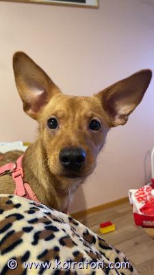 myydään monirotuinen www.koiratori.com-ilmoitus Saima, 11 kuukautta(s. 11.2.2025) noin 9kg, monirotuinen tyttö. Luethan huolella ennen yhteyden ottoa:etsimme saimalle uutta kotia, koska yhteiselo meidän kissojen kanssa ei toimi. Ei siis kissatalouteen. Lisäksi meille on syntymässä toinen lapsi maaliskuussa, joten aikaa saimalle tulisi olemaan entistä vähemmän.saima on todella energinen, leikkisä ja hellyydenkipeä. hän on kasvanut meidän taapero-ikäisen kanssa, mutta sopisi paremmin lapsettomaan kotiin tai kotiin jossa lapset ovat jo vanhempia. Meidän toimeliaan taaperon kanssa vauhti yltyy välillä aika kovaksi. Toisen koiran kaverina en tiedä toimisiko.lenkkeilyä on harjoiteltu kovasti, mutta isona haasteena saimalla on ulkoillessa arkuus. Pelottaa sähköpotkulaudat, pyörät, autot ja vieraat ihmiset. Toiset koirat eivät juuri hetkauta, eikä lenkeillä hauku. Rauhallinen lenkkiympäristö saiman kanssa on siis pakollinen. Vapaana juokseminen on saimasta parasta. Kotona arkuus ei näy, mutta vieraiden tullessa haukkuu. Toki saima on vielä alle 1-vuotias. Saima syö kanatonta ja viljatonta ruokaa.saima on nopea ja hyppyvoimaa löytyy, joten jos on kiinnostunut esim agilitystä niin saima saattaisi hyvinkin nauttia siitä. Metsässä juoksentelusta nauttii suunnattomasti.saimasta luopuminen on meille raskas päätös. Toivomme saimalle löytyvän loppuelämän koti, jossa hän saisi ansaitsemaansa rakkautta ja huomiota.jos koet, että voisit sen tarjota kerrothan millaisen kodin saima luonasi saisi.