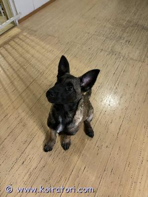 myydään malikka www.koiratori.com-ilmoitus Kotia etsii 15.10.25 syntynyt malinois pentu muuttuneen elämäntilanteen vuoksi tottunut koiriin ja lapsiin sisäsiiti koulutuksen alkeet aloitettu leikkisä ja sosiaalinen pentu etsimme pennulle hyvä ja loppuelämän kotia jossa jossa tiedetään rodun tarpeet sekä koulutusta jatketaan sopii hyvin esim raunio koiraksi hyvä nenän käyttö... Käynyt eläinlääkäri tarkastuksessa sirutettu madotettu rokotettu... 