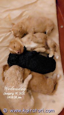 myydään kiharapennut www.koiratori.com-ilmoitus Cavapoo pentuja s. 31.12.25 ja luovutus 9 viikolla.näissä pehmoisissa palleroissa on 75% kääpiöpuudelia ja 25% cavalieria. vanhemmat on terveystarkastettuja iloisia ja terveitä ja tämä on niiden ensimmäinen pentue.vapaana on yksi aprikoosin värinen urospentu sekä musta, valkoinen ja aprikoosi narttupennut.varausmaksu on 500€ ja sitä ei palauteta vaikka ostajan mieli muuttuisi.varauksia otetaan vastaan vain niiltä, ketkä käyvät katsomassa pentuja meillä pohjoisessa keski-suomessa.sähköpostilla asialliset tiedustelut: tiivalkoinen@gmail.com 