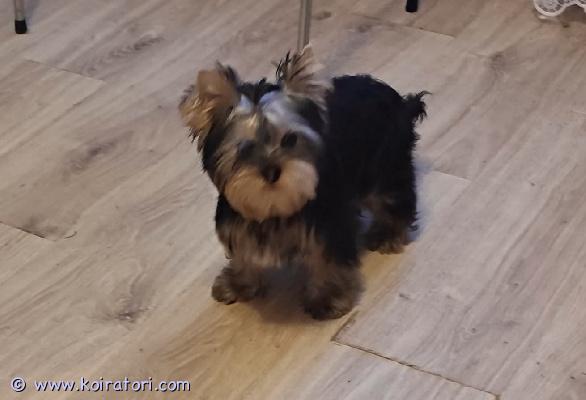 myydään yorkshirenterrier www.koiratori.com-ilmoitus Komea, 3 kk urospentu enää vapaana. Pentu on moneasti madotettu, eläinlääkärin tarkastama, sirutettu, annettu ensimmäinen nelosrokote. Pennulla fci rotutodistus, eu matkustuspassi. Vanhemmat champione, luonnollisesti viralliset terveystarkit voimassa, kysy lisä