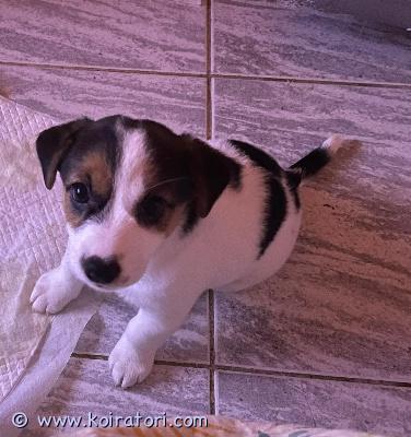 myydään jackrusselinterrieri www.koiratori.com-ilmoitus Myydään 21.08.2025 syntynyt jackrusselin tyttö. Tyttö on energinen ja touhukas, mutta kiltti ja nopea oppimaan. Rakastaa läheisyyttä ja hellyyttä.