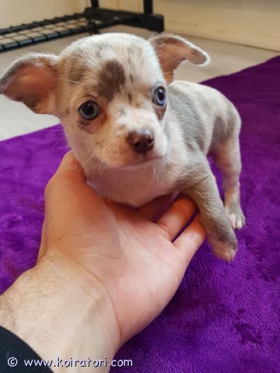 myydään chihuahua www.koiratori.com-ilmoitus 2 urosta ja 3 narttu chihuahua pentua etsii loppuelämänsä kotia. Pennut syntyi 09.12.2025 ja ovat luovutusiässä 03.02.2026. Erittäin reippaita  iloisia ja ihmisläheisiä minkä perineet vanhemmiltaan. Molemmat vanhemmat syntynyt suomessa.eläinlääkärin terveystarkistus  sirutus suoritetaan ennen pentujen luovutusta.pennut tottuneet nimeihinsä ja saapuvat luokse kutsumalla heitä. Rakastavat halailua ja syleilyä.huolellinen ja vastuullinen koti on ehdoton, missä häntä rakastetaan ja välitetään vilpittömästi.kerrothan itsestäsi sekä minkälaiseen kotiin pentu/pennut pääsee, sekä hieman jos löytyy kokemusta koirista. 2 mustaa pentua ovat poikia ja loput tyttöjä.