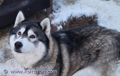 myydään husky www.koiratori.com-ilmoitus Opium etsii loppuelämänsä kotia. Hän on 13.7.2018 syntynyt huskytyttö. Ihmisrakas ja rauhallinen huskiksi. Soveltuu perheeseen. Opium on toiminut valjakkokoirana, mutta juokseminen ei kuitenkaan ole hänen heiniä. Opium olisi tyytyväinen jos löytäisi perheen, jossa pääsisi pikku lenkeille, olisi hyvä ruoka ja muhkea sohva jossa nukkua. Ota yhteyttä, kerro itsestäsi millaisen perheen ja elinympäristön pystyisit hänelle tarjoamaan. Opium tulee myös toimeen muiden koirien kanssa.