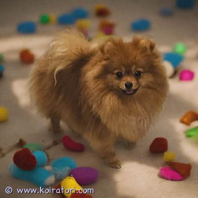 myydään pomeranian www.koiratori.com-ilmoitus Kaunis pomeranianinarttu upea kirkkaan oranssi väri. Ikä 8 kuukautta. kaikki tarvittavat rokotukset tehty sirutettu eläinlääkäripassi fci–ekl-sukutaulu eläinlääkärin tarkastamaterve, hyvin hoidettu ja hellä pieni tyttö, joka odottaa omaa rakastavaa perhettään