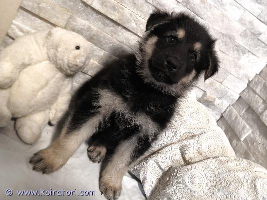 myydään monirotuinen www.koiratori.com-ilmoitus Alaskanhuskyn/ valkoisenpaimenkoiran pentuja. 3 tyttöä ja 5 poikaa vapaana. Emä ja isä omia koiria ja nähtävillä meillä kotona. Pennut syntynyt suomessa 12.12.2025. Pennut luovutetaan eläinlääkärin tarkastamina, sirutettuina ja rekisteröitynä 6.2.2026.luovutusiässä ovat 6.2.2026, jolloin 8 viikkoa. Pennut madotetaan 3x ennen luovutusta pentuohjelman mukaisesti. Eläinlääkärin tarkastuksessa ja sirutuksessa kävivät 23.1.2026. Pennuista tulee isoja koiria, aktiivisia, sopii moneen eri lajiharrastukseen. Heille etsitään hyvät ja rakastavat kodit. Penturokotus jää uudelle omistajalle 12 viikon iässä.  lisätietoja saa kysymällä.
