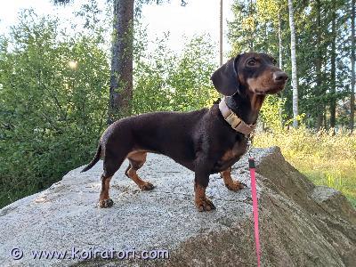 astutukseen mäyräkoira www.koiratori.com-ilmoitus Etsitään lyhytkarvaista normaalikokoista urosta astutukseen lk tytölle. Emma on terve kotikoira, leikkisä, kiltti ja erittäin ihmisrakas. Väri muunnos chocolate  tan. Kasvattajalta hankittu, värimuunnos Chocolate & Tan. Tämä pentue on ensimmäinen ja ainoa joka on tarkoitus teettää. Hinta on / per astutus jonka maksamme. Pennusta voidaan neuvotella myös :) 