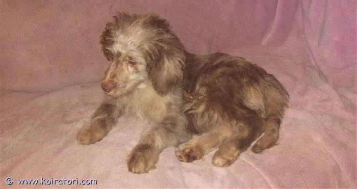 myydään KaksiRotua www.koiratori.com-ilmoitus Pennut omaa kotia vailla.Jos etsit koiraa jota voi pitää irtikin niin nämä ovat sellaisia kuten vanhemmatkin.Pennut ovat ulkoilleet ja tottuneet kynsien ja turkin hoitoon.Pentujen vanhemmat ovat hyvin tottelevaisia ja terveitä,täysin Suomalaisia.Pennuissa on kahta rotua.Ovat madotettuja ja sirutettu.