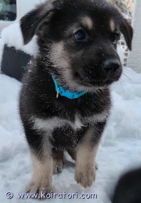 myydään monirotuinen www.koiratori.com-ilmoitus Rakastavia koteja etsii alaskanhuskyn ja valkoisenpaimenkoiran pennut. 3 tyttöä ja 5 poikaa. Syntyneet suomessa12.12.2025. Eläinlääkärin tarkastuksessa ja sirut saaneet 23.1.2026 ja rekisteröity23.1.2026. Madotetaan 3x ennen luovutusta. Uusiin koteihin luovutetaan 8 viikon iässä 6.2.2026. Rokotukset hoitaa uusi omistaja 12vkon iässä. Pennut kasvavat lapsiperheessä tottuen kodin eri ääniin ja toisiin koiriin. Emä ja isä omia koiria ja nähtävillä meillä kotona. Näistä saa aktiivisen kaverin eri lajiharrastuksiin. Kysymällä saa lisätietoja.