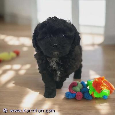 myydään pomapoo www.koiratori.com-ilmoitus Luovutusikuinen pomapoo urospentu vapaana. Pentu on madotettu, sirutettu, eläinlääkärin tarkastama. Annettu ensimmäinen nelosrokote, merkattu kaikki eu passiin. Vanhemmat kääpiökoirat pomerania ja kääpiövillakoira , kysy lisä