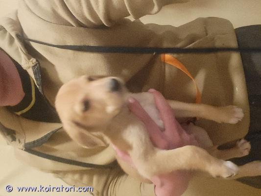 myydään koiranpentuja www.koiratori.com-ilmoitus Sekarotuiset 10.11.2025 suomessa syntyneet koirat etsivät koteja. 8 viikkoisia 5.1.2026 jolloin luovutusiässä.  terveitä ja eläinlääkärin tarkistamia ja siruttamia 2.1.2026. Madoitettu 4,6,8 viikkoisina ja vielä 10 viikolla.uroksia 4 pentua. Kaksi ruskeaa ja kaksi mustaa.narttuja 3 pentua. Yksi ruskea, kaksi mustaa.emä sekarotuinen (labradorinnoutaja/jämtlanninpystykorva.)isä venäjänajokoira.pennuista tulee siis keskikokoisia. Nyt 10vk n.5 kiloisia.silloinen haltija hoitaa rokotukset 12 viikolla ja eteenpäin.pennut ovat energisiä, kilttejä ja uskovat käskyjä. Eivät vielä täysin sisäsiistejä.pennut haluavat koteihin missä liikutaan ja on päivittäisiä aktiviteetteja. Kerro siis myös hieman itsestäsikin esim. Mitä harrastat?olli-pekka ainasoja, kärsämäki 045-78767897