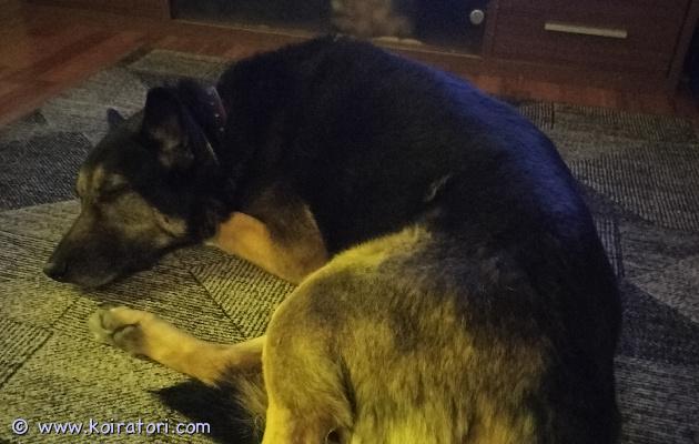 myydään sekarotuinen www.koiratori.com-ilmoitus 10 vuotias saksanpaimenkoira ja shetlannin lammaskoira mix etsii uutta kotia omistajan terveydentilan takia.tykkää lapsista ja osaa olla yksin. Osaa peruskäskyt ja on rauhallinen koira joka tykkää olla oman perheen lähellä ja tekemässä mukana.asutaan jyväskylässä kerrostalossa. Lisätietoa kysymällä sähköpostitse. asialla olisi vähän kiirus kun en voi enää kauaa koiraa pitää. 