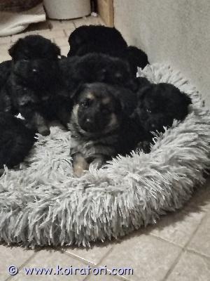 myydään saksanpaimenkoira www.koiratori.com-ilmoitus Myydään saksanpaimenkoiran pentuja vastuullisiin ja pysyviin koteihin. Pennut ovat syntyneet 23.12.2025 ja ovat luovutusikäisiä 17.02.20268 narttua ja 2 urosta.pennut kasvavat kotioloissa, ovat tottuneet ihmisiin, käsittelyyn ja kodin normaaleihin ääniin. Luovutettaessa pennut ovat: eläinlääkärin tarkastamiauseaan kertaan madotettujasirutettujaemo (ja isä) ovat terveitä, hyväluonteisia ja rodulle tyypillisiä.saksanpaimenkoira on aktiivinen ja älykäs rotu, joten pennut etsivät koteja, joissa on aikaa, liikuntaa ja kiinnostusta koulutukseen. Yhteydenotot: ansku 0415881909.kerrothan viestissä hieman itsestäsi ja millaiseen kotiin pentu olisi tulossa. Varaus maksu:100€. Lisää kuvia saa pyytämällä.