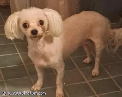 myydään bolognese/cotton www.koiratori.com-ilmoitus Kohta 5v tyttö bolognese/cotton Etsii uutta loppu elämän kotia koirasta riippumattomista syistä lisätietoja yv.Ei ongelma koira,ei eroahdistusta, tulee toimeen koirien ja lasten kanssa ja on täysin sisäsiisti.Ei sovellu jalostukseen.