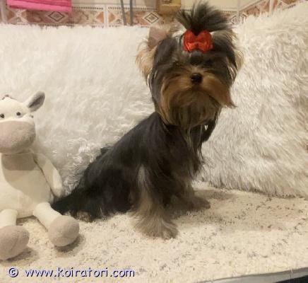 myydään yorkshirenterrier www.koiratori.com-ilmoitus Luovutusikuinen, 6 kk kaunis narttupentu enää vapaana. Pentu on moneasti madotettu, eläinlääkärin tarkastama, paino 1,8 kg, siru, eu passi. Annettu kaikki rokotukset ja voimassa vuoden. Vanhemmat puhdasrotusia yorkshirenterrieria, molemmilla terveet polvet, sydän. Pentun aikuspaino alle 3 kg, kysy lisä 